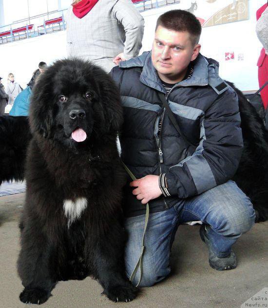 Фото: ньюфаундленд Key to My Heart Midnight Bear, Олег Летковский