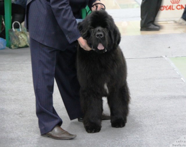 Фотография № 91980