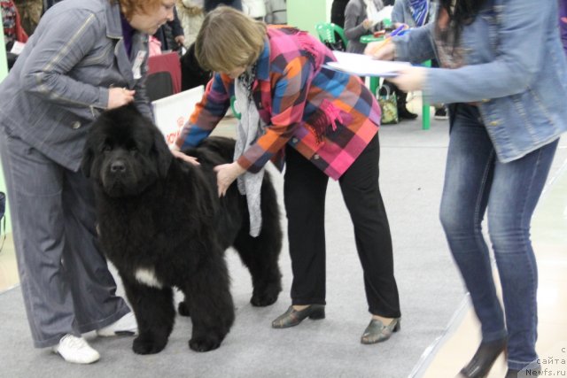 Фотография № 91981