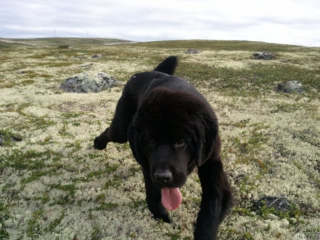 Фото: ньюфаундленд Уютная Долина Блэк Даймонд Велинда (Uyutnaya Dolina Black Diamond Velinda)