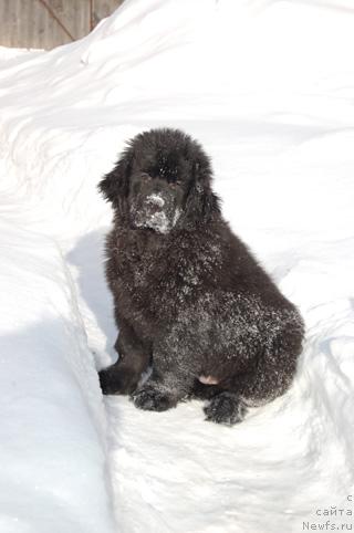 Фото: ньюфаундленд Сент Джонс Орфей