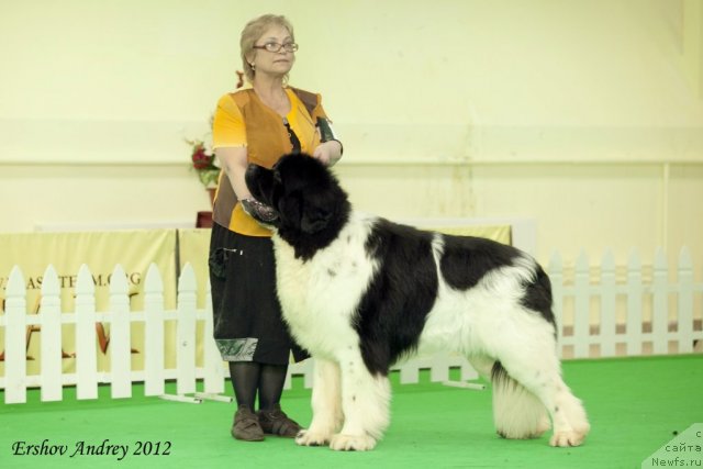 Фото: ньюфаундленд Threeponds Right Way