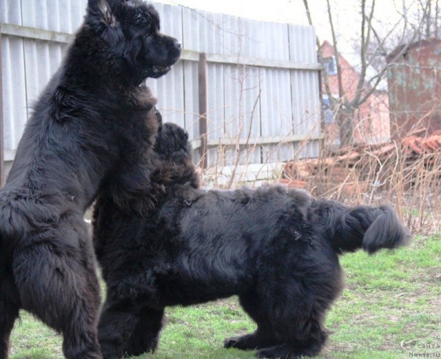 Фото: ньюфаундленд Бегущая по Волнам Хаста ла Виста (Beguschaya po Volnam Hasta la Vista), ньюфаундленд Бегущая по Волнам Регатта Катти Сарк