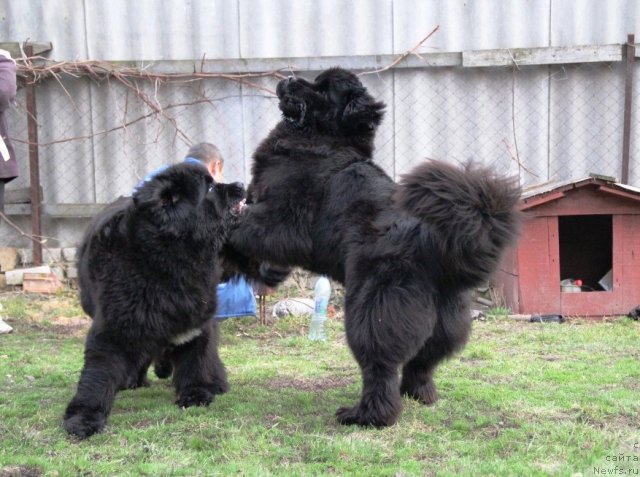 Фото: ньюфаундленд Бегущая по Волнам Хаста ла Виста (Beguschaya po Volnam Hasta la Vista), ньюфаундленд Бегущая по Волнам Регатта Катти Сарк