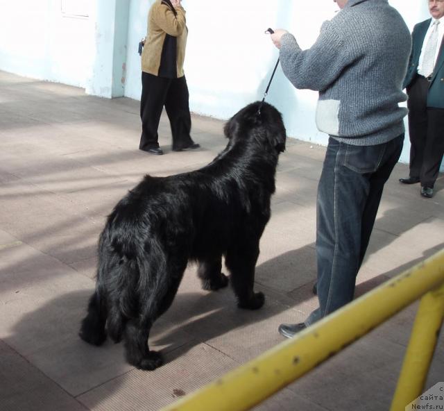 Фото: ньюфаундленд Маг Исполин Копперфильд