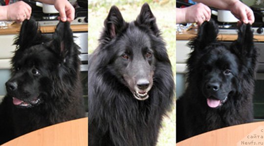 Фото: ньюфаундленд Key to My Heart Midnight Bear