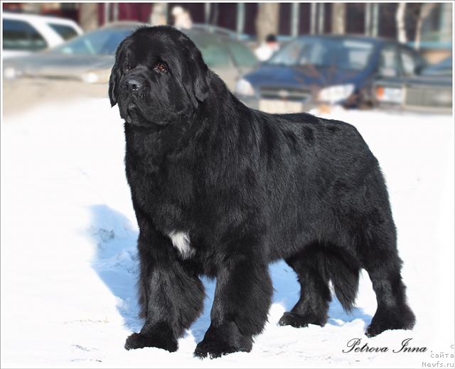 Фото: ньюфаундленд Фиаметтахауз Галахад Рыцарь Грааля (Fiamettahauz Galahat Rytsar' Graalia)