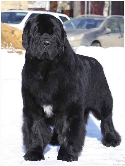 Фото: ньюфаундленд Фиаметтахауз Галахад Рыцарь Грааля (Fiamettahauz Galahat Rytsar' Graalia)