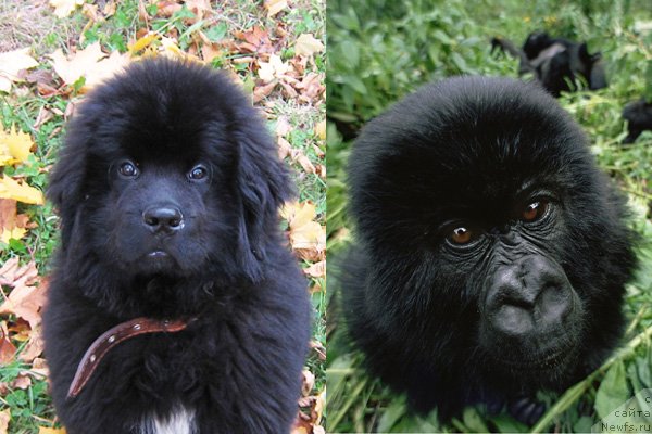 Фото: ньюфаундленд Key to My Heart Midnight Bear