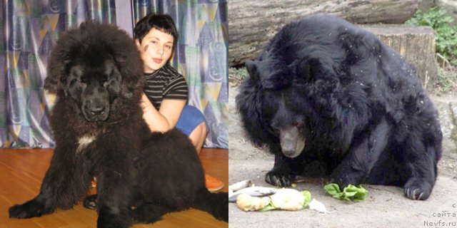 Фото: ньюфаундленд Key to My Heart Midnight Bear