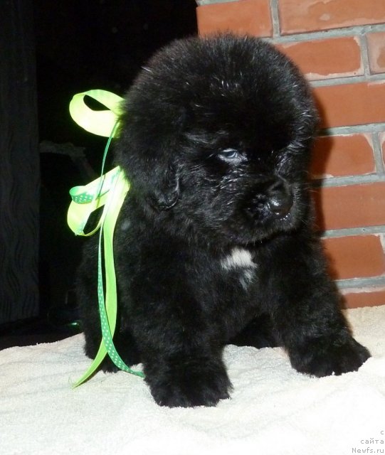 Фото: ньюфаундленд Супер Премиум Лиллихаммер (Super Premium Lillihamer)