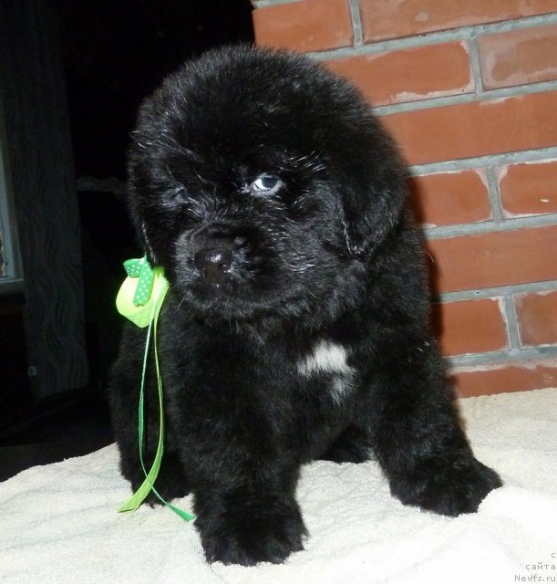 Фото: ньюфаундленд Супер Премиум Лиллихаммер (Super Premium Lillihamer)