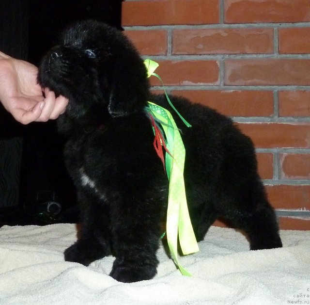 Фото: ньюфаундленд Супер Премиум Лиллихаммер (Super Premium Lillihamer)