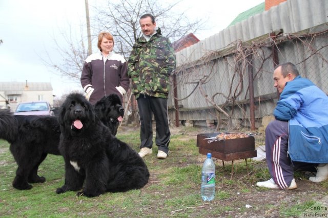 Фото: ньюфаундленд Бегущая по Волнам Хаста ла Виста (Beguschaya po Volnam Hasta la Vista), ньюфаундленд Бегущая по Волнам Регатта Катти Сарк