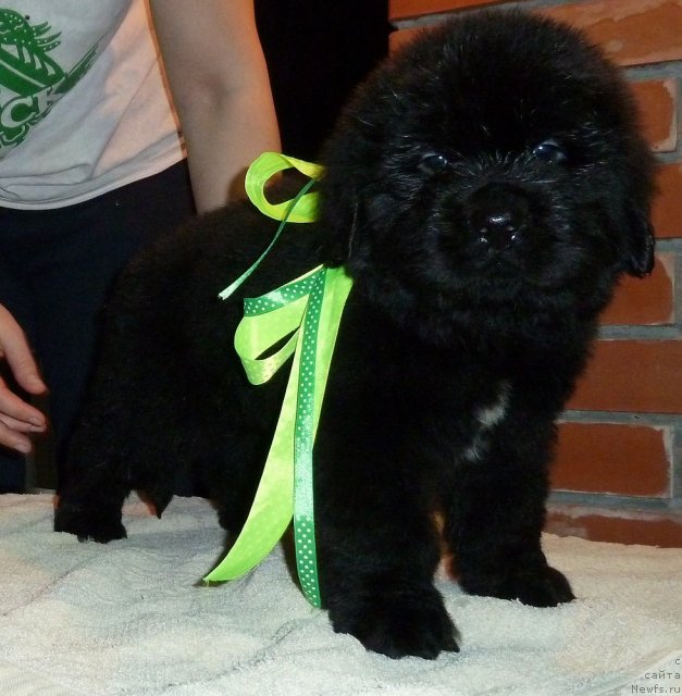 Фото: ньюфаундленд Супер Премиум Лиллихаммер (Super Premium Lillihamer)