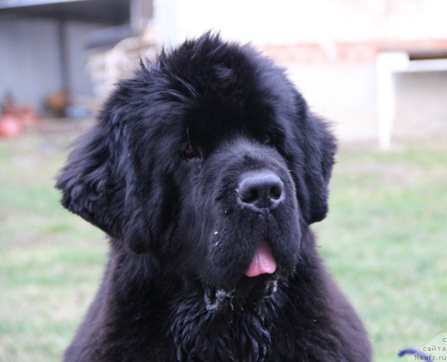 Фото: ньюфаундленд Бегущая по Волнам Хаста ла Виста (Beguschaya po Volnam Hasta la Vista)