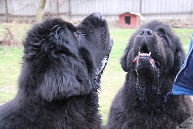 Фото: ньюфаундленд Бегущая по Волнам Хаста ла Виста (Beguschaya po Volnam Hasta la Vista), ньюфаундленд Бегущая по Волнам Регатта Катти Сарк