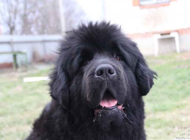 Фото: ньюфаундленд Бегущая по Волнам Регатта Катти Сарк