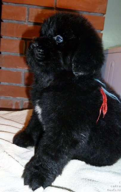 Фото: ньюфаундленд Супер Премиум Лиллихаммер (Super Premium Lillihamer)