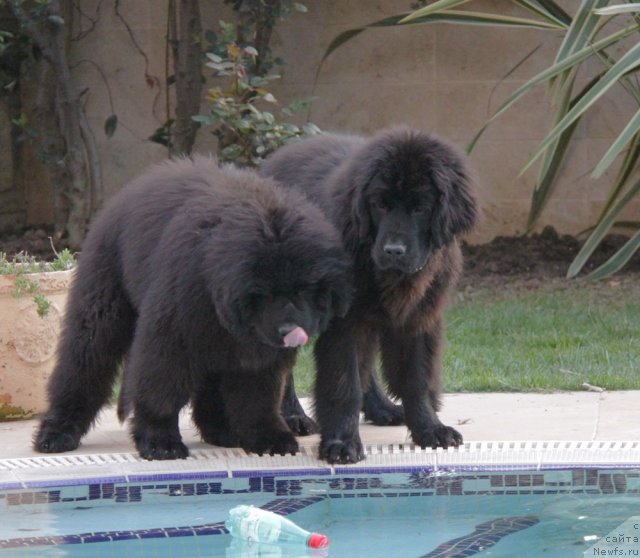Фото: ньюфаундленд Дар Свезы Бона Фидес (Dar Svezy Bona Fides), ньюфаундленд Акватория Келвин Ультрамодерн (Aquatoria Kelvin Ultramodern)