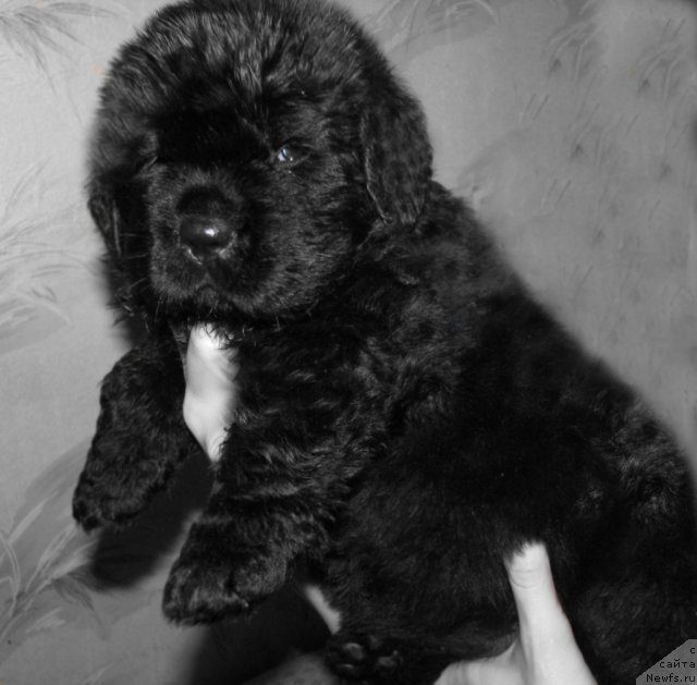 Фото: ньюфаундленд Тужур Бель