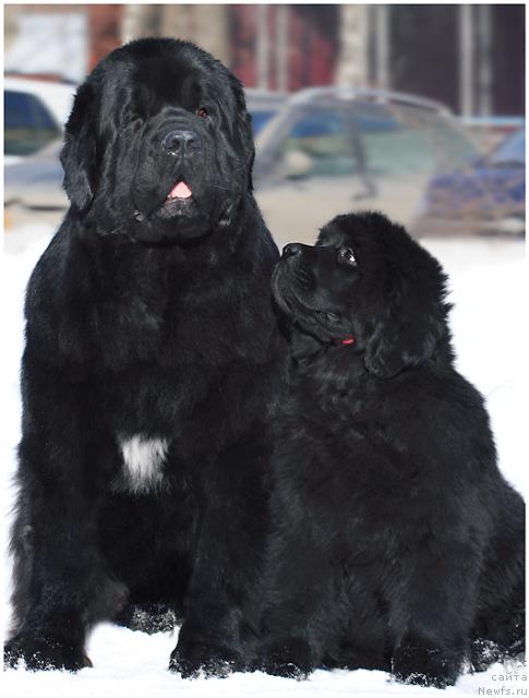Фото: ньюфаундленд Фиаметтахауз Галахад Рыцарь Грааля (Fiamettahauz Galahat Rytsar' Graalia), ньюфаундленд Жолли Вандерфулл из Медвежьего Яра (Zholli Wonderfull iz Medvejyego Yara)