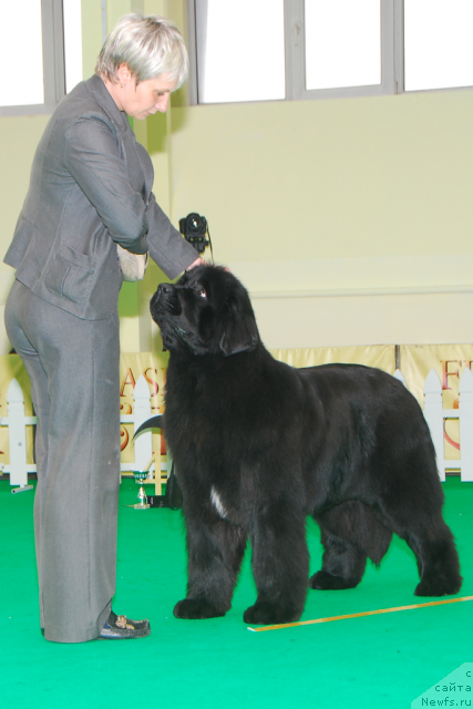 Фото: ньюфаундленд I'm in Love Midnight Bear