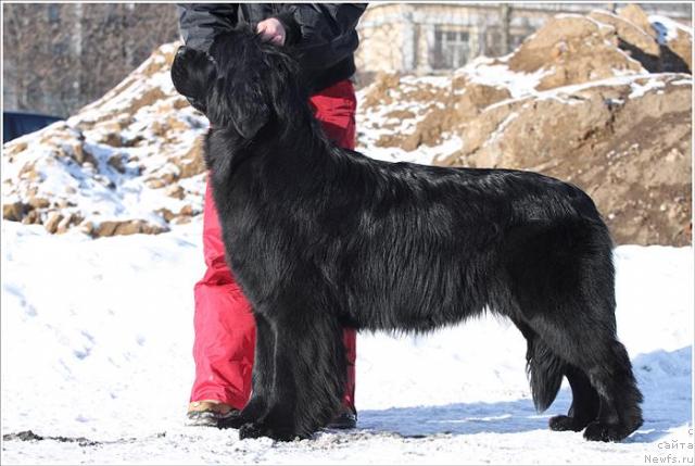 Фото: ньюфаундленд Очаровательна Леди от Сибирского Медведя (Ocharovatelnaya Lady ot Sibirskogo Medvedja)
