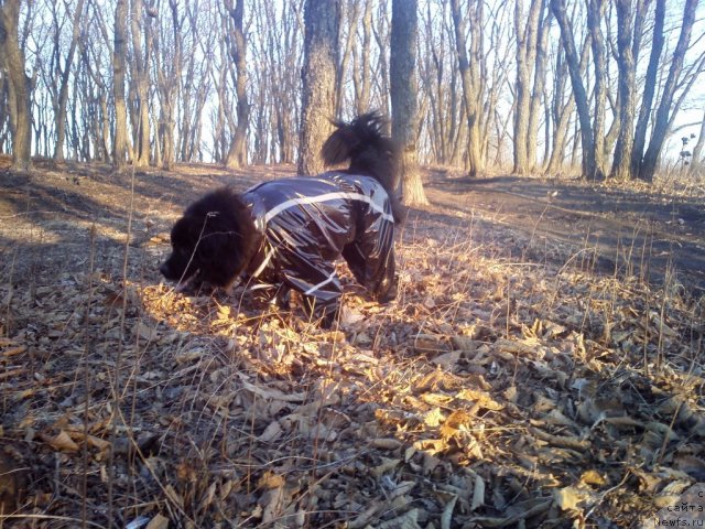 Фото: ньюфаундленд Несси Блэк с  Лесной Заимки