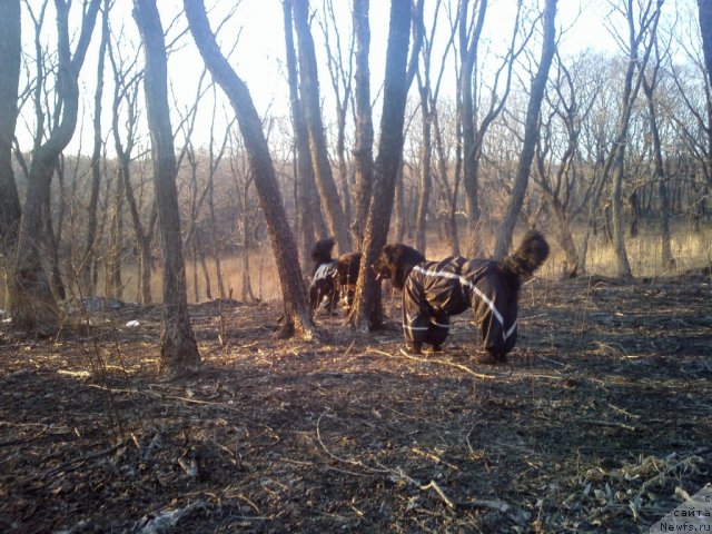 Фото: ньюфаундленд Сент Джонс Шарлотта