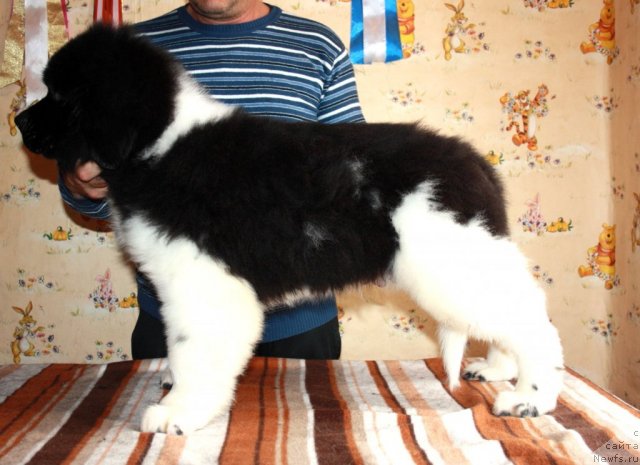 Фото: ньюфаундленд Черный Шарм Виртуоз