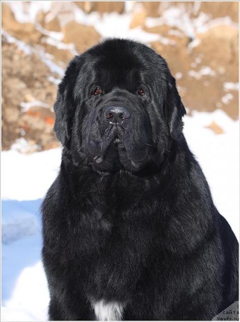 Фото: ньюфаундленд Фиаметтахауз Галахад Рыцарь Грааля (Fiamettahauz Galahat Rytsar' Graalia)