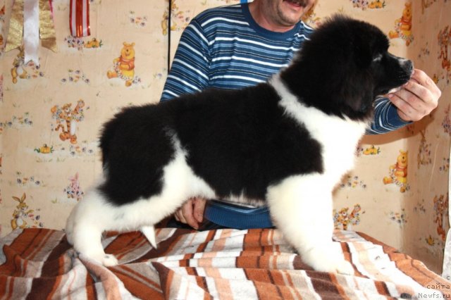 Фото: ньюфаундленд Черный Шарм Виртуоз