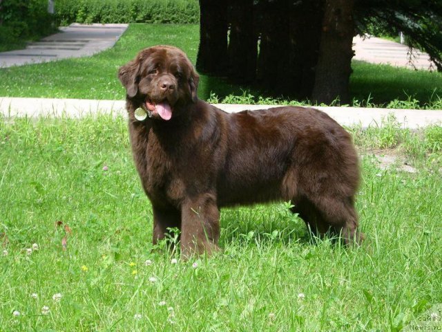 Фото: ньюфаундленд Ангел Моей Души Сладкая Шоколадка (Angel Moey Duchi Sladkaya Shokoladka)