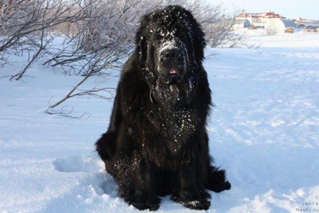 Фото: ньюфаундленд Fortuna of Giant's Island