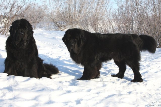 Фото: ньюфаундленд Fortuna of Giant's Island, ньюфаундленд Бегущая по Волнам Зеро Коол