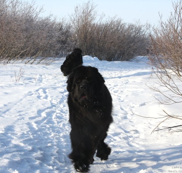 Фото: ньюфаундленд Бегущая по Волнам Зеро Коол