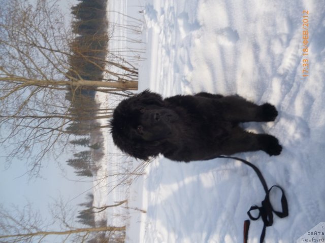 Фото: ньюфаундленд Августин Пермский Медведь