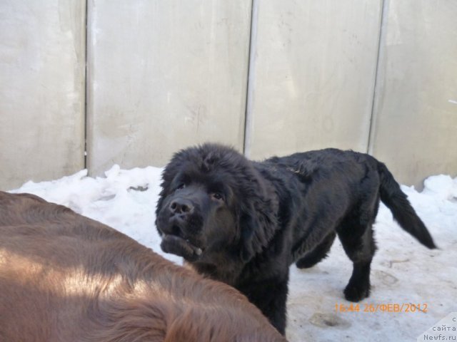 Фото: ньюфаундленд Августин Пермский Медведь