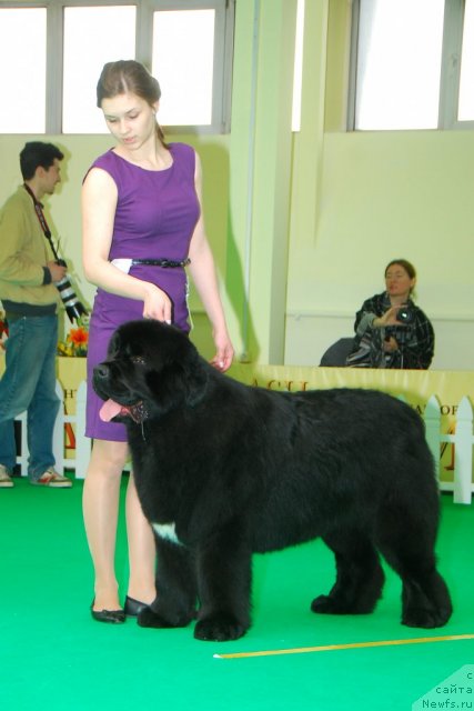 Фото: ньюфаундленд Сказочная Кроха Медисон (Skazochnaya Kroha Medison)