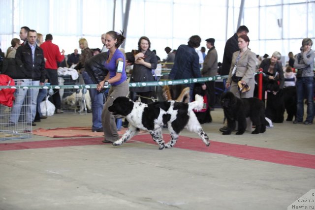 Фото: ньюфаундленд Сказочная Кроха Примадонна Бэль