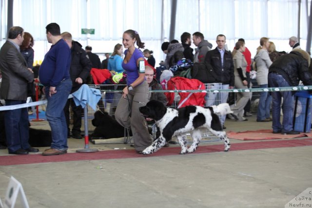 Фото: ньюфаундленд Сказочная Кроха Примадонна Бэль