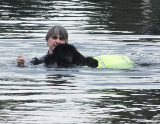 Фото: ньюфаундленд Бегущая по Волнам Харизма (Beguschaya po Volnam Harizma)