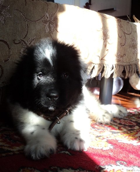 Фото: ньюфаундленд Плюшевая Панда Ферреро Ронд Нуар (Plushevaya Panda Ferrero Rond Noir)