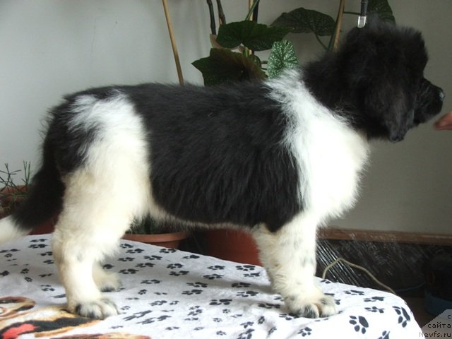 Фото: ньюфаундленд Плюшевая Панда Феличита (Plushevaya Panda Felicita)