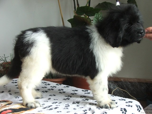 Фото: ньюфаундленд Плюшевая Панда Феличита (Plushevaya Panda Felicita)