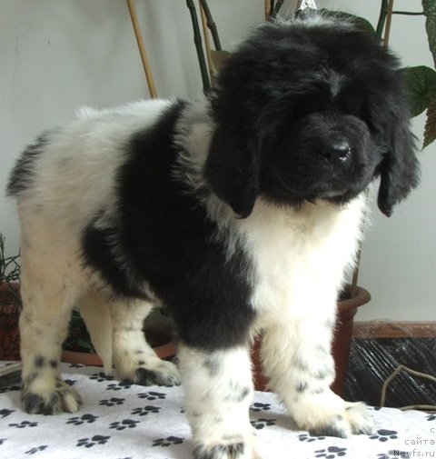 Фото: ньюфаундленд Плюшевая Панда Хлоя (Plushevaya Panda Chloe)