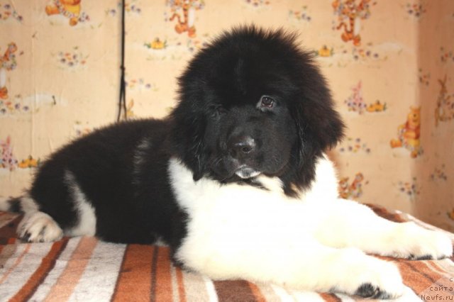 Фото: ньюфаундленд Черный Шарм Великобритания