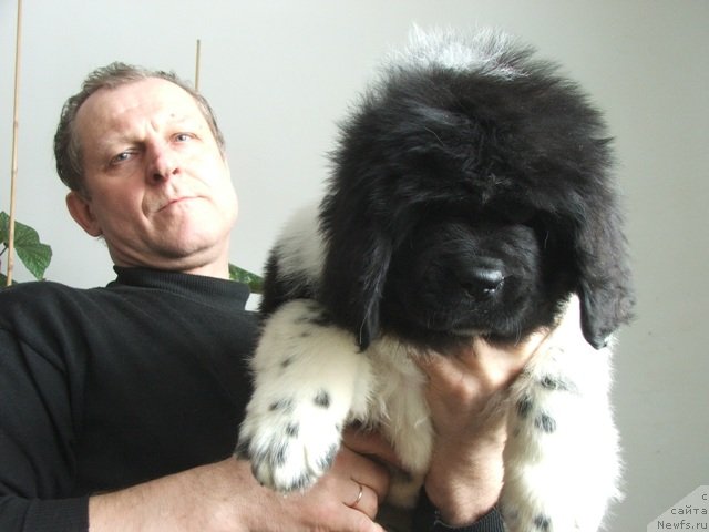 Фото: ньюфаундленд Плюшевая Панда Хлоя (Plushevaya Panda Chloe)