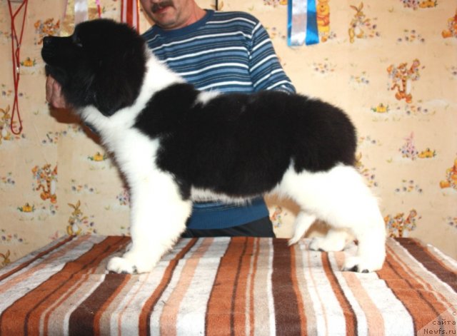 Фото: ньюфаундленд Черный Шарм Великобритания